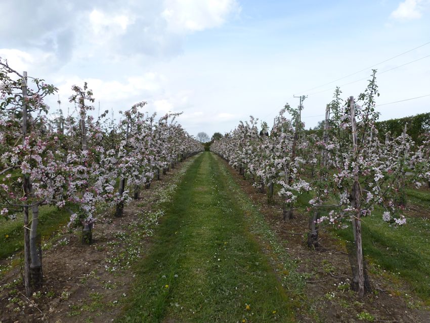 Empire in full bloom at Nickle Farm in East Kent